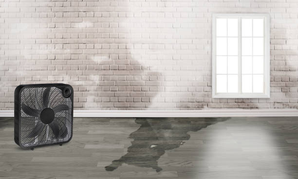 Best Water damage restoration near me  in Trenton, MO